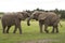 Two African elephants fighting South Africa