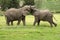 Two African elephants fighting South Africa