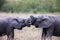 Two African elephants greeting each other with trunks and mouths touching.