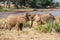 Two African elephants greeting each other with trunks and mouths touching