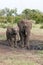 two African elephants in the mud