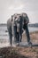 Two African elephants running out of river