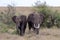 Two African elephants standing in the grasslands Masai Mara, Kenya