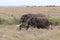 Two African elephants standing in the grasslands Masai Mara, Kenya