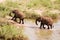 Two African elephants wading through a river