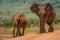 Two African elephants walk along dirt track