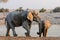 Two african elephants on waterhole