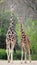 Two African giraffes