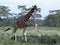 Two african giraffes