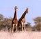 Two African Giraffes