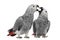 Two African Grey Parrot (3 months old) pecking