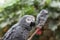 Two african grey parrots on branch, one close up head shot