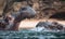 Two African hippos playing in a river partly submerged