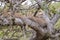 Two African leopards resting on the tree