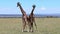 Two African male giraffes vie for the right to be a leader