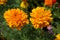 Two \'African Marigold\' bears bold orange flowers