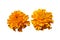 Two \'African Marigold\' bears bold orange flowers isolated on whi