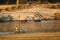 Two african men in a dugout canoe or mokoro on the luangwa river in zambia