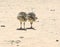 Two african ostrich chick