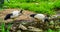 Two african sacred ibises together in a river stream, tropical wading birds from Africa