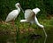 Two african spoonbills fishing