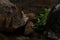 Two African Spurred Tortoises eating during the rain