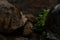 Two African Spurred Tortoises eating during the rain