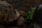 Two African Spurred Tortoises eating during the rain