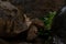 Two African Spurred Tortoises eating during the rain