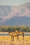 Two African Wild Dog by the Zambezi river.