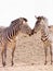 Two african Zebra kissing with copy space