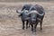 Two aggressive Cape Buffalo [syncerus caffer] bulls in the bush in South Africa