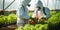 Two agricultural workers in protective suits spraying plants with pesticide in a sunlit greenhouse ensuring crop health and pest