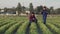 Two agronomists measure the width of rows of beet planting on farmland with a tape measure