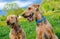 Two Airedale terrier\\\'s, sat happily in a grass field.