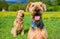 Two Airedale terrier\'s, sat happily in a grass field.