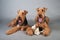 Two Airedale Terriers lie in front of grey background