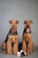 Two Airedale Terriers sit in front of grey background