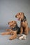 Two Airedale Terriers sit in front of grey background