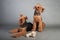 Two Airedale Terriers sit in front of grey background