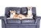 Two akita dogs over a sofa