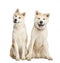 Two Akita Inu sitting, 2 years old