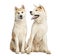 Two Akita Inus sitting and interacting, 2 years old