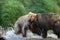 Two Alaskan brown bears fighting