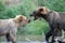 Two Alaskan brown bears fighting