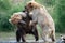 Two Alaskan brown bears fighting