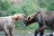 Two Alaskan brown bears fighting