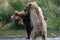 Two Alaskan brown bears fighting