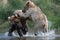 Two Alaskan brown bears fighting