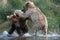 Two Alaskan brown bears fighting